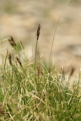 BUITEN BEELD Foto: 444421