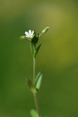 BUITEN BEELD Foto: 444424