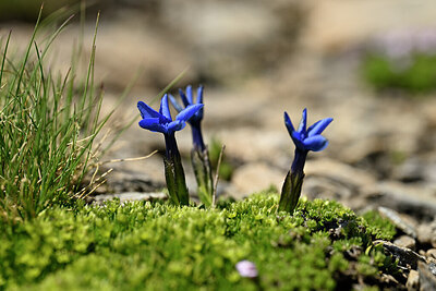 BUITEN BEELD Foto: 444425