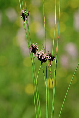 BUITEN BEELD Foto: 444426