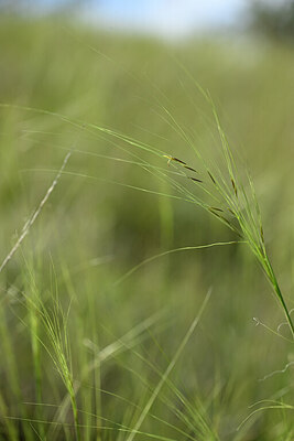 BUITEN BEELD Foto: 444427