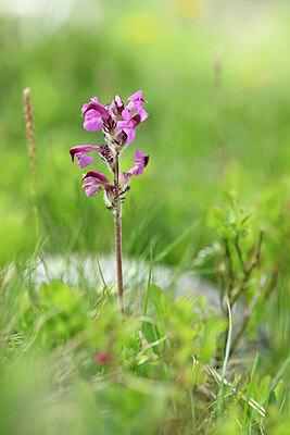 BUITEN BEELD Foto: 444428