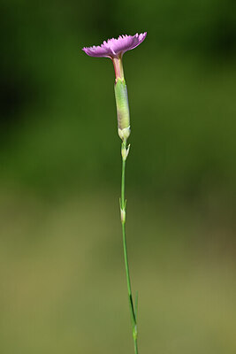 BUITEN BEELD Foto: 444429