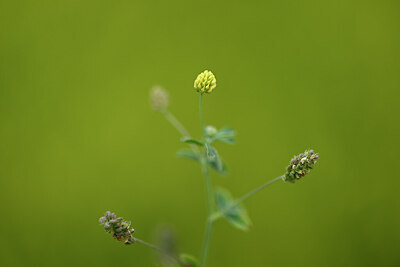 BUITEN BEELD Foto: 444431