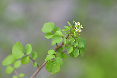 BUITEN BEELD Foto: 444432