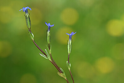 BUITEN BEELD Foto: 444434