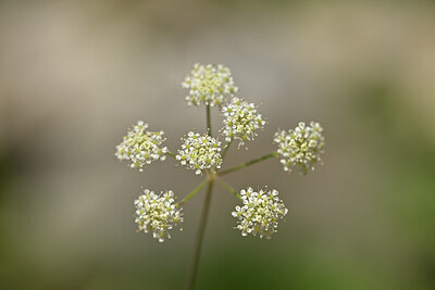 BUITEN BEELD Foto: 444437