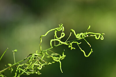 BUITEN BEELD Foto: 444438