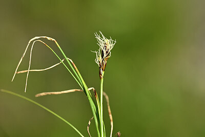 BUITEN BEELD Foto: 444439