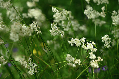 BUITEN BEELD Foto: 444440