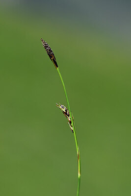 BUITEN BEELD Foto: 444441