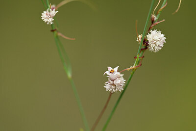 BUITEN BEELD Foto: 444442