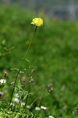 BUITEN BEELD Foto: 444443