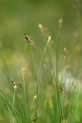 BUITEN BEELD Foto: 444445
