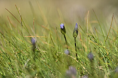 BUITEN BEELD Foto: 444447