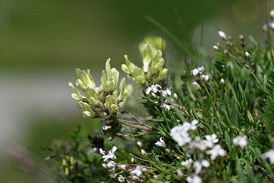BUITEN BEELD Foto: 444448