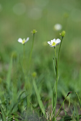 BUITEN BEELD Foto: 444449