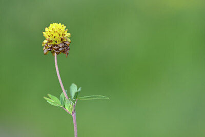 BUITEN BEELD Foto: 444450