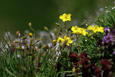 BUITEN BEELD Foto: 444454