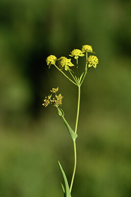 BUITEN BEELD Foto: 444455