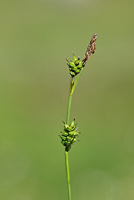BUITEN BEELD Foto: 444457