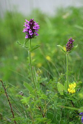 BUITEN BEELD Foto: 444458