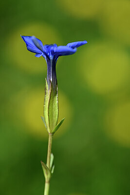 BUITEN BEELD Foto: 444461