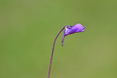 BUITEN BEELD Foto: 444462