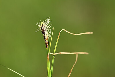 BUITEN BEELD Foto: 444463
