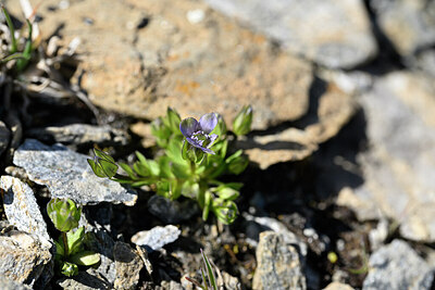 BUITEN BEELD Foto: 444464