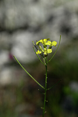 BUITEN BEELD Foto: 444471