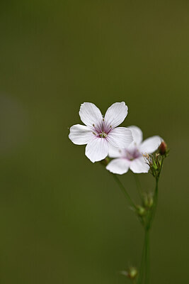 BUITEN BEELD Foto: 444473