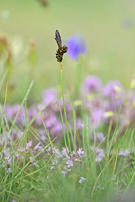 BUITEN BEELD Foto: 444474
