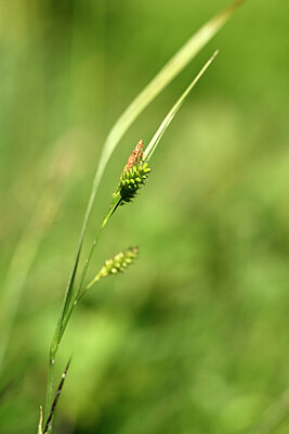 BUITEN BEELD Foto: 444476