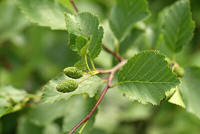BUITEN BEELD Foto: 444478