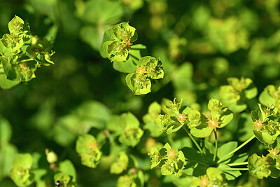 BUITEN BEELD Foto: 444479