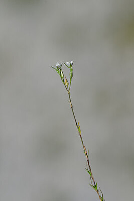 BUITEN BEELD Foto: 444483