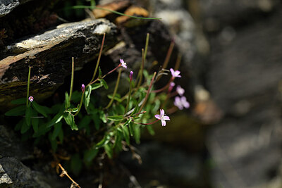 BUITEN BEELD Foto: 444484