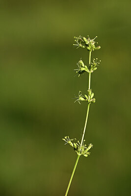 BUITEN BEELD Foto: 444485