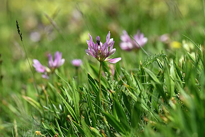 BUITEN BEELD Foto: 444486