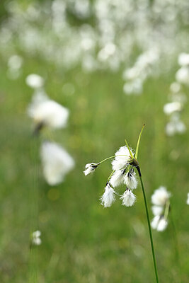BUITEN BEELD Foto: 444488