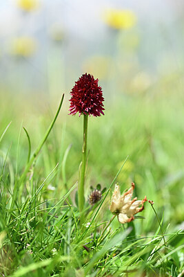 BUITEN BEELD Foto: 444489