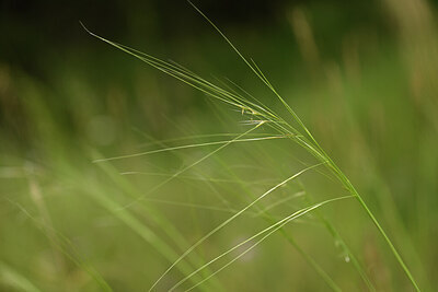 BUITEN BEELD Foto: 444491