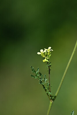 BUITEN BEELD Foto: 444492