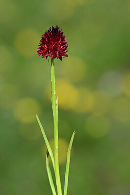 BUITEN BEELD Foto: 444493