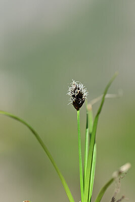 BUITEN BEELD Foto: 444496