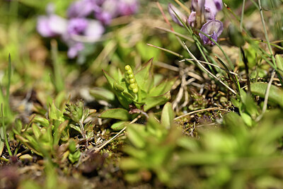 BUITEN BEELD Foto: 444498