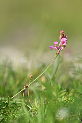 BUITEN BEELD Foto: 444499
