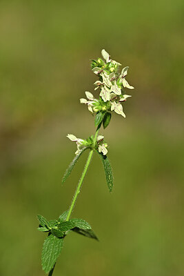 BUITEN BEELD Foto: 444500
