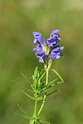 BUITEN BEELD Foto: 444502